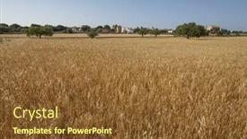  Presentation with crops - Slide set enhanced with cereal-crops-field-under-blue background and a tawny brown colored foreground