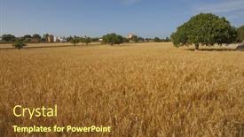  Presentation with crops - Amazing presentation design having cereal-crops-field-under-blue backdrop and a tawny brown colored foreground