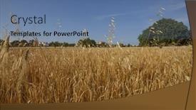  Presentation with crops - Beautiful slide set featuring cereal-crops-field-under-blue backdrop and a teal colored foreground