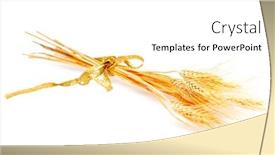  Presentation with cereal - Beautiful presentation featuring cereal ears against white background backdrop and a white colored foreground