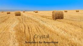  Presentation with cereal - PPT theme enhanced with cereal field with straw bales and the blue sky background and a gold colored foreground