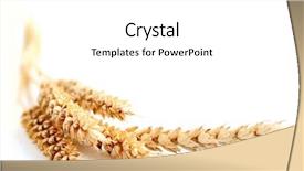  Presentation with wheat - PPT layouts with golden wheat frame selective focus background and a white colored foreground