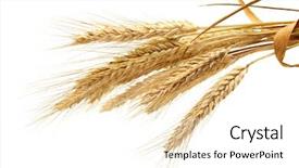  Presentation with wheat - Audience pleasing theme consisting of wheat isolated on white backdrop and a white colored foreground