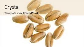  Presentation with seed - PPT theme with wheat seeds close up macro background and a lemonade colored foreground