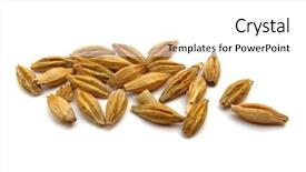  Presentation with seed - Presentation design having wheat seeds background and a white colored foreground