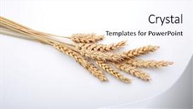  Presentation with cereal - Colorful slides enhanced with cereal plant on the white backdrop and a white colored foreground