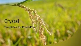  Presentation with rice field - Presentation design featuring cereal rice fields with ripe background and a gold colored foreground