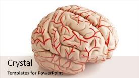  Presentation with cerebellum - Beautiful PPT layouts featuring cerebellum - anatomically correct rubber model backdrop and a coral colored foreground