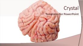  Presentation with science concept painted black brain - PPT theme having cerebellum - brain of a black-tailed deer background and a lemonade colored foreground