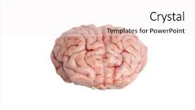  Presentation with deer - Beautiful PPT theme featuring cerebellum - brain of a black-tailed deer backdrop and a white colored foreground