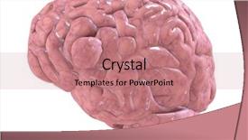  Presentation with cerebellum - Colorful presentation enhanced with cerebellum - brain backdrop and a coral colored foreground