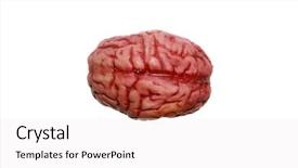  Presentation with thoughts - Beautiful PPT theme featuring cerebellum - human brain isolated on white backdrop and a white colored foreground