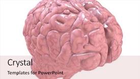  Presentation with human brain - Colorful slide deck enhanced with cerebellum - human brain backdrop and a coral colored foreground