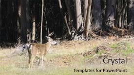  Presentation with buck - Amazing slide deck having cervus hemionus browsing on sparc backdrop and a  colored foreground