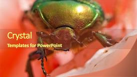  Presentation with animated rose - Cool new presentation theme with cetonia-aurata-rose-chafer-beetle backdrop and a tawny brown colored foreground