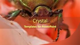  Presentation with 18th birthday rose gold - PPT theme featuring cetonia-aurata-rose-chafer-beetle background and a tawny brown colored foreground