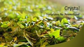  Presentation with tea leaves - Presentation design consisting of ceylon tea leaves closeup harvest background and a  colored foreground