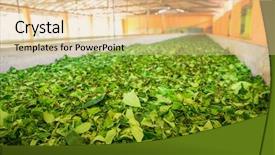  Presentation with tea leaves - Audience pleasing PPT theme consisting of ceylon tea leaves drying process backdrop and a  colored foreground