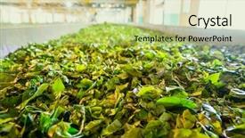  Presentation with tea leaves fresh green leaf - Slides featuring ceylon tea leaves drying process background and a  colored foreground
