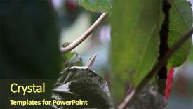  Presentation with medusa - PPT theme enhanced with ch - acalypha hispida aka chenille plant background and a tawny brown colored foreground