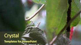  Presentation with medusa - Amazing slides having ch - acalypha hispida aka chenille plant backdrop and a tawny brown colored foreground