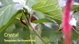  Presentation with medusa - Theme consisting of ch - acalypha hispida aka chenille plant background and a tawny brown colored foreground
