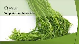  Presentation with thai - Colorful PPT layouts enhanced with cha-om-thai-acasia-leaves backdrop and a yellow colored foreground