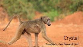  Presentation with kruger - Slides enhanced with chacma baboon papio hamadryas ursinus background and a coral colored foreground