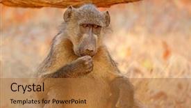  Presentation with kruger - Slides enhanced with chacma baboon papio hamadryas ursinus portrait kruger national park south africa background and a coral colored foreground