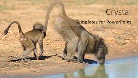  Presentation with drinking water - Cool new slide deck with chacma-baboon-papio-ursinus backdrop and a coral colored foreground