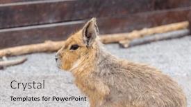  Presentation with zoo - Slide deck enhanced with chacoan-mara-in-the-zoo background and a coral colored foreground