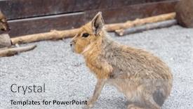  Presentation with zoo - Slides featuring chacoan-mara-in-the-zoo background and a light gray colored foreground