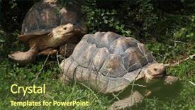  Presentation with tortoise - Presentation design with chad - african spurred tortoise centrochelys sulcata background and a tawny brown colored foreground