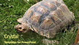  Presentation with tortoise - Audience pleasing presentation design consisting of chad - african spurred tortoise centrochelys sulcata backdrop and a tawny brown colored foreground