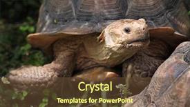  Presentation with tortoise - Presentation design enhanced with chad - african spurred tortoise centrochelys sulcata background and a tawny brown colored foreground