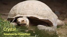  Presentation with tortoise - Slide deck with chad - african spurred tortoise centrochelys sulcata background and a tawny brown colored foreground