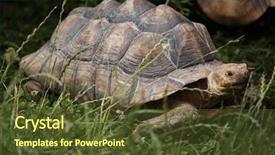  Presentation with tortoise - Presentation consisting of chad - african spurred tortoise centrochelys sulcata background and a tawny brown colored foreground