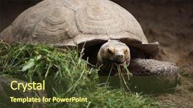  Presentation with tortoise - Amazing slide set having chad - african spurred tortoise centrochelys sulcata backdrop and a tawny brown colored foreground