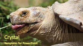  Presentation with tortoise - Amazing presentation having chad - african spurred tortoise centrochelys sulcata backdrop and a tawny brown colored foreground