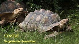  Presentation with tortoise - Presentation design having chad - african spurred tortoise centrochelys sulcata background and a tawny brown colored foreground
