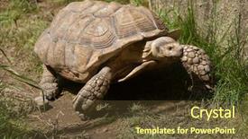  Presentation with tortoise - Presentation theme featuring chad - african spurred tortoise centrochelys sulcata background and a tawny brown colored foreground