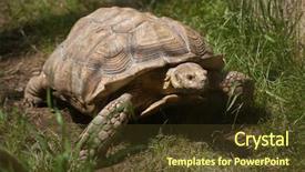  Presentation with tortoise - Presentation theme with chad - african spurred tortoise centrochelys sulcata background and a tawny brown colored foreground