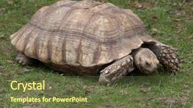  Presentation with tortoise - Cool new presentation with chad - african spurred tortoise centrochelys sulcata backdrop and a tawny brown colored foreground
