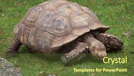 Presentation with tortoise - Colorful slides enhanced with chad - african spurred tortoise centrochelys sulcata backdrop and a tawny brown colored foreground