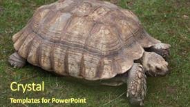  Presentation with tortoise - Presentation theme enhanced with chad - african spurred tortoise centrochelys sulcata background and a tawny brown colored foreground