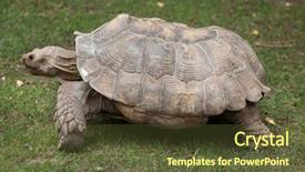  Presentation with tortoise - Audience pleasing slides consisting of chad - african spurred tortoise centrochelys sulcata backdrop and a tawny brown colored foreground