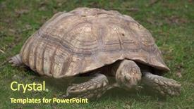 Presentation with tortoise - Presentation theme consisting of chad - african spurred tortoise centrochelys sulcata background and a tawny brown colored foreground
