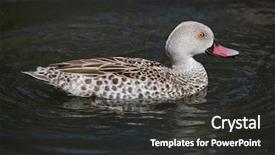  Presentation with teal - Amazing presentation theme having chad - cape teal anas capensis wild backdrop and a dark gray colored foreground