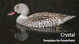  Presentation with teal - Audience pleasing presentation theme consisting of chad - cape teal anas capensis wild backdrop and a dark gray colored foreground