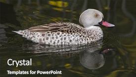  Presentation with teal - Beautiful PPT theme featuring chad - cape teal anas capensis wild backdrop and a tawny brown colored foreground